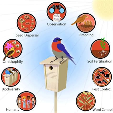 do bird houses help birds